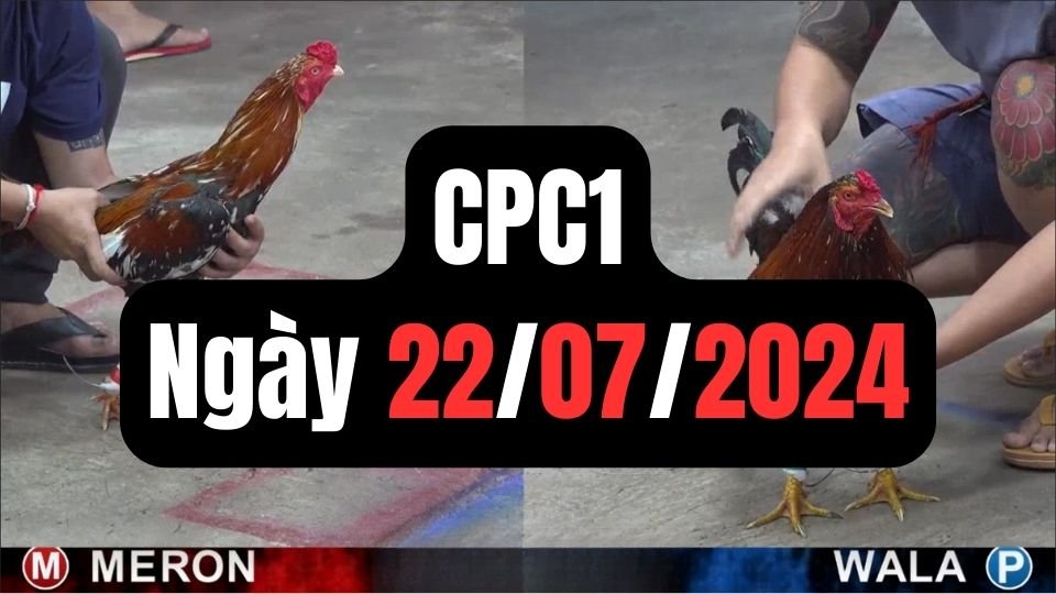 Đá gà thomo CPC1 ngày 22/07/2024